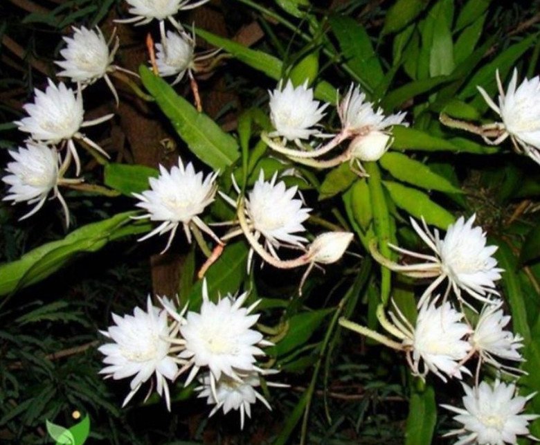6 loài hoa “ngủ ngày cày đêm”, một khi nở hoa sẽ tỏa hương khắp nhà, thích hợp trồng ở ban công - 1