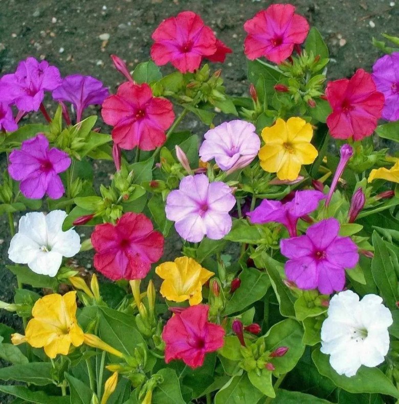 6 loài hoa “ngủ ngày cày đêm”, một khi nở hoa sẽ tỏa hương khắp nhà, thích hợp trồng ở ban công - 4
