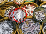 Bếp Eva - Mua cá biển người khôn chỉ chọn 4 loại này, đều là thuần tự nhiên, thịt mềm ngon và rất bổ