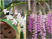 Trồng lan chỉ cần học đúng 3 ngón nghề này, hoa nở nhiều, nụ không ngừng