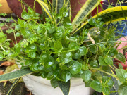 Sức khỏe - Cây rau mọc hoang người Việt nhổ bỏ, ở Nhật và Trung Quốc ăn để ngừa ung thư, chữa xương khớp