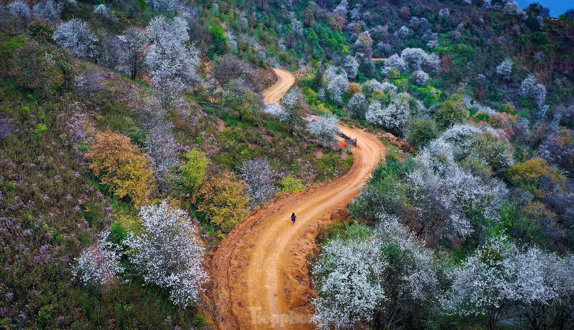 Hoa sơn tra bung nở đẹp mê hoặc giữa núi rừng Tây Bắc - 3