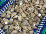 Bếp Eva - Ngao mua về ngâm với thứ này chỉ 1 tiếng sau là bao nhiêu bùn cát hết sạch tha hồ nấu ăn