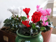4 loài hoa ngủ quên mùa hè, cắt nụ lúc này bông sẽ to gấp đôi, nở liên tục, đừng tiếc của
