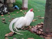 Tin tức - Việt Nam có giống gà "quý tộc" tí hon được các đại gia săn đón, nuôi làm cảnh, giá lên tới 50 triệu đồng/con