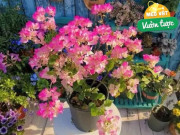 Nhà đẹp - Hoa giấy chưa ra nụ, hãy làm ngay việc này, số lượng hoa tăng gấp đôi năm ngoái
