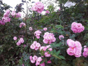 Tiêu dùng - Hoa dại mọc khắp hàng rào bỗng HOT trên thị trường, 90.000 đồng/bó chị em đua nhau mua về cắm để níu kéo mùa xuân