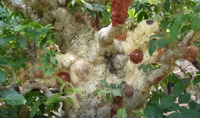 Vì có tuổi thọ vài trăm năm, vì thế cây có rất nhiều cục u trông độc lạ.