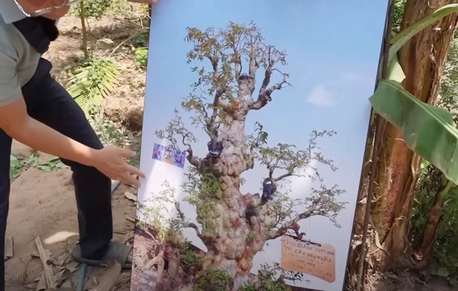 Ông Sơn phải chụp hình tổng thể để mọi người có thể cảm nhận hết vẻ đẹp của cây.