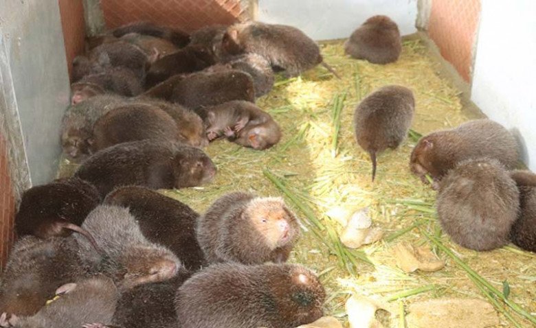 Dúi rừng hay còn được gọi là con chuột nứa, có tên tiếng anh là Bamboo Rat là loài động vật gặm nhấm, thân mình tròn trịa, rụt rịt không cổ, trông rất mũm mĩm.