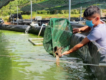 Nghề lạ ở Việt Nam: Nuôi loại cá đặc sản được ví như nhân sâm dưới nước, 8X bỏ túi 600 triệu đồng mỗi năm