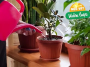 Nhà đẹp - Đổ 3 thứ “nước chua” này vào chậu, đất tơi xốp như bánh mì, lá tốt tơi bời, hoa nở vỡ chậu