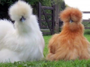 Tiêu dùng - Đại gia chơi giống gà siêu lạ ở Việt Nam lông xù như chó Nhật: Hơn 10 triệu đồng/con, xếp hàng chờ 6 tháng mới mua được