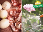 Nhà đẹp - Chỉ cần một củ hành tây, cây trong nhà sum suê tươi tốt, hoa nở căng cánh