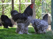 Tin tức - Giống gà "hàng độc" ở Việt Nam nặng bằng đứa trẻ, đại gia sẵn sàng "xuống tiền" chỉ ngắm chứ chẳng dám ăn