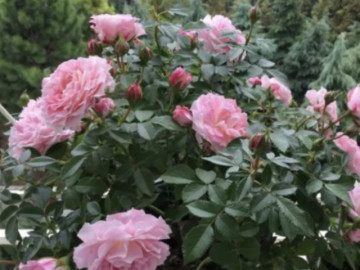 Trồng hoa hồng sợ nhất mọc ra thứ này, thấy thì nhanh tay cắt đi, để lâu hoa không nở