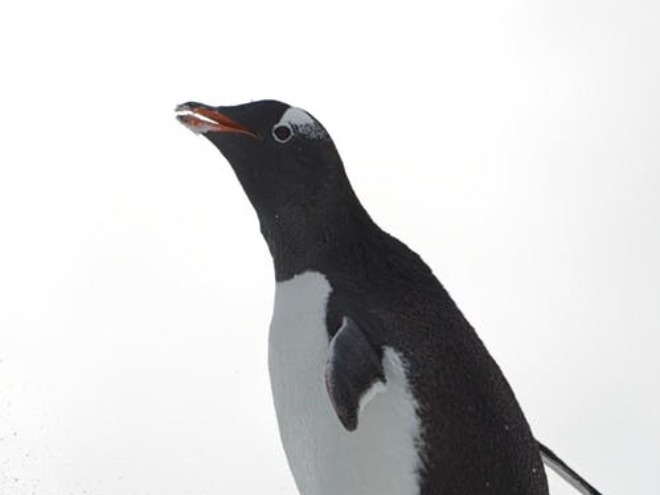 Áo ngắn với quần cộc: Kiểu mix trang phục của các cô gái này không hợp ra đường - Sửa - 10