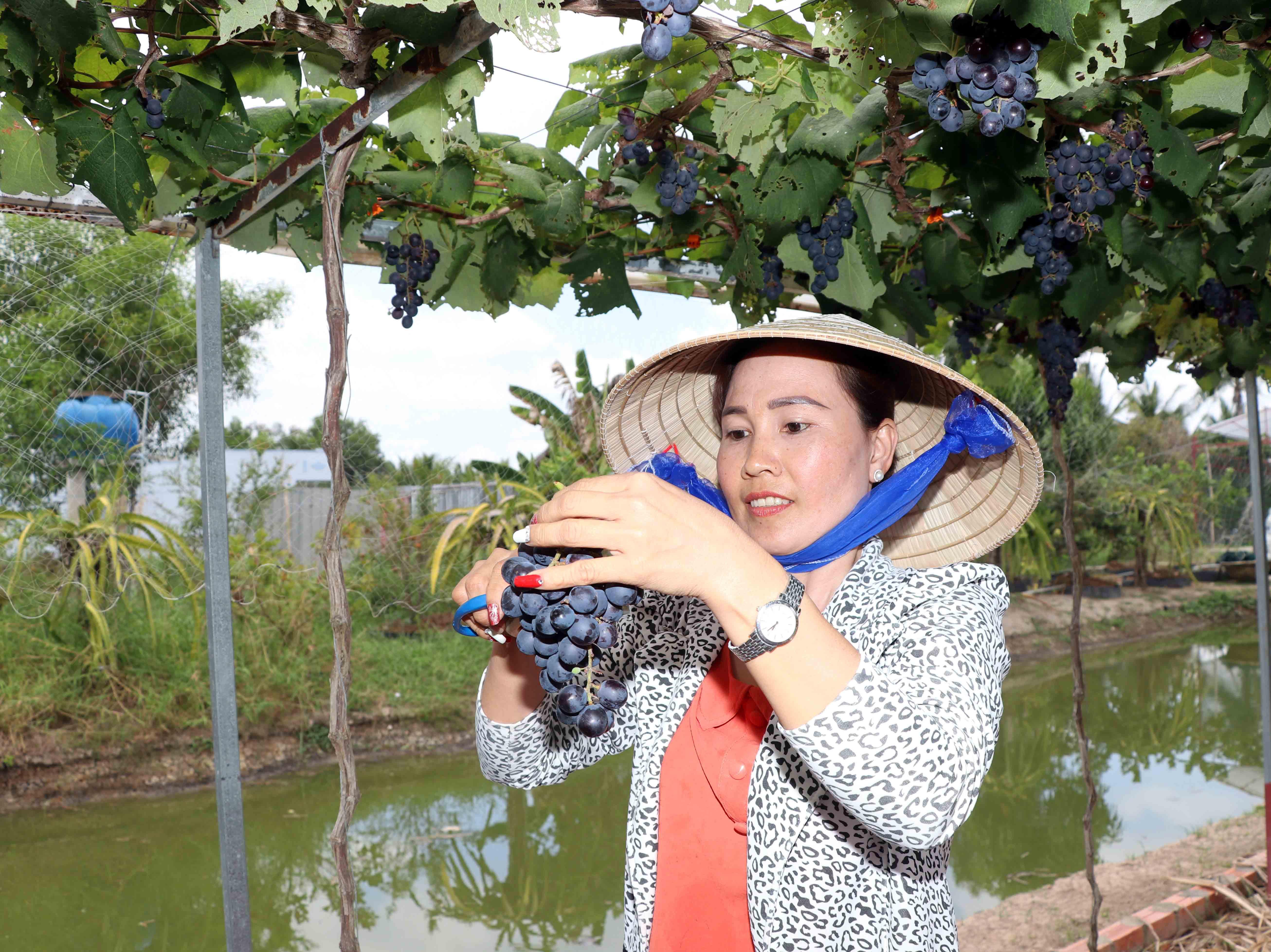 Chị Trần Phương Thảo cho biết, trước đó, chị đã thử trồng thanh long và cây nhãn trên chính diện tích đất của gia đình nhưng hiệu quả mang lại không cao.