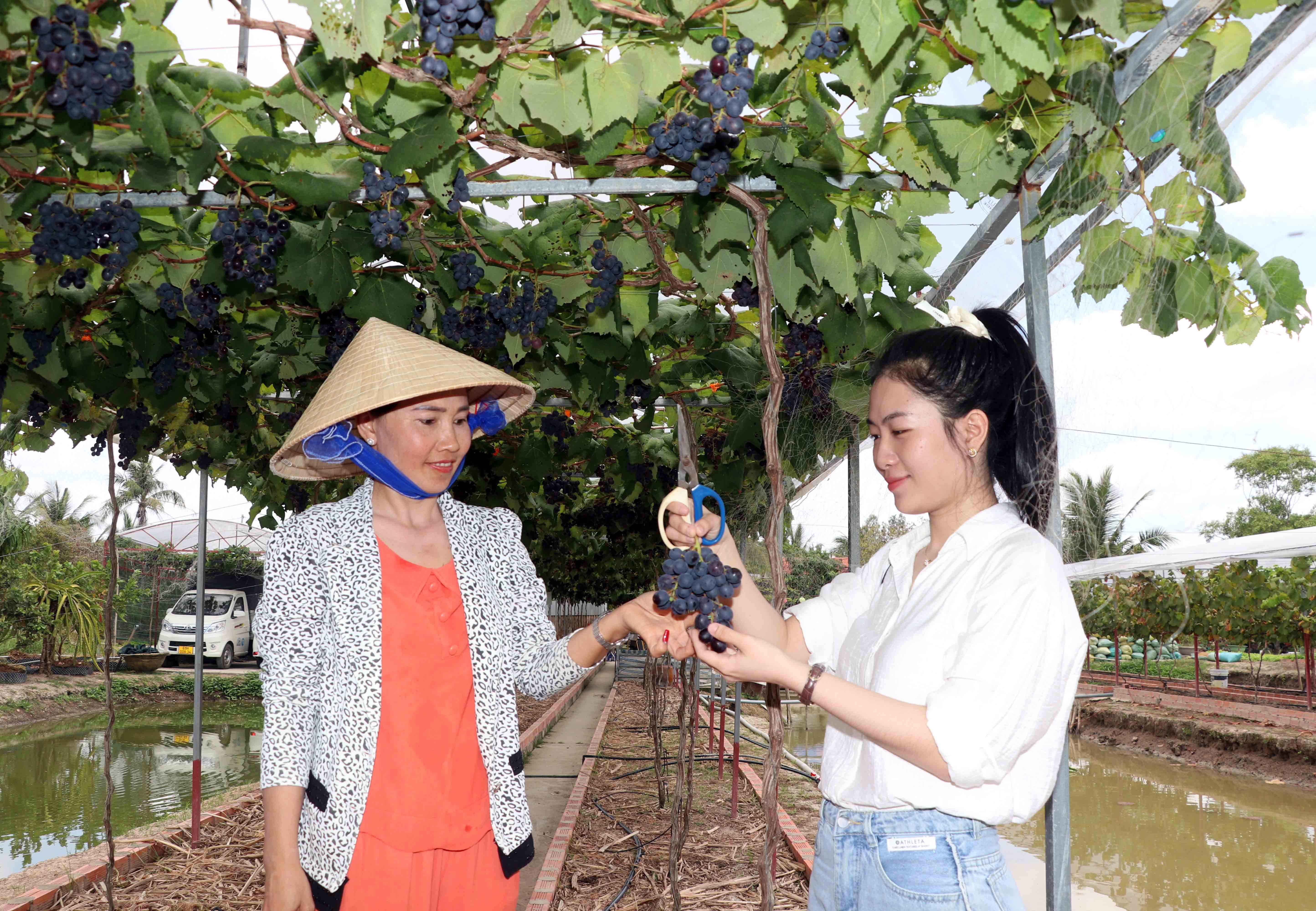 Chị Thảo chia sẻ: “Nho trồng tại nhà lại không phân thuốc nên du khách vẫn luôn ủng hộ dù giá có cao hơn so với thị trường. Tôi không thu tiền vé khách tham quan mà chủ yếu thu lợi nhuận từ việc bán nho thương phẩm”.
