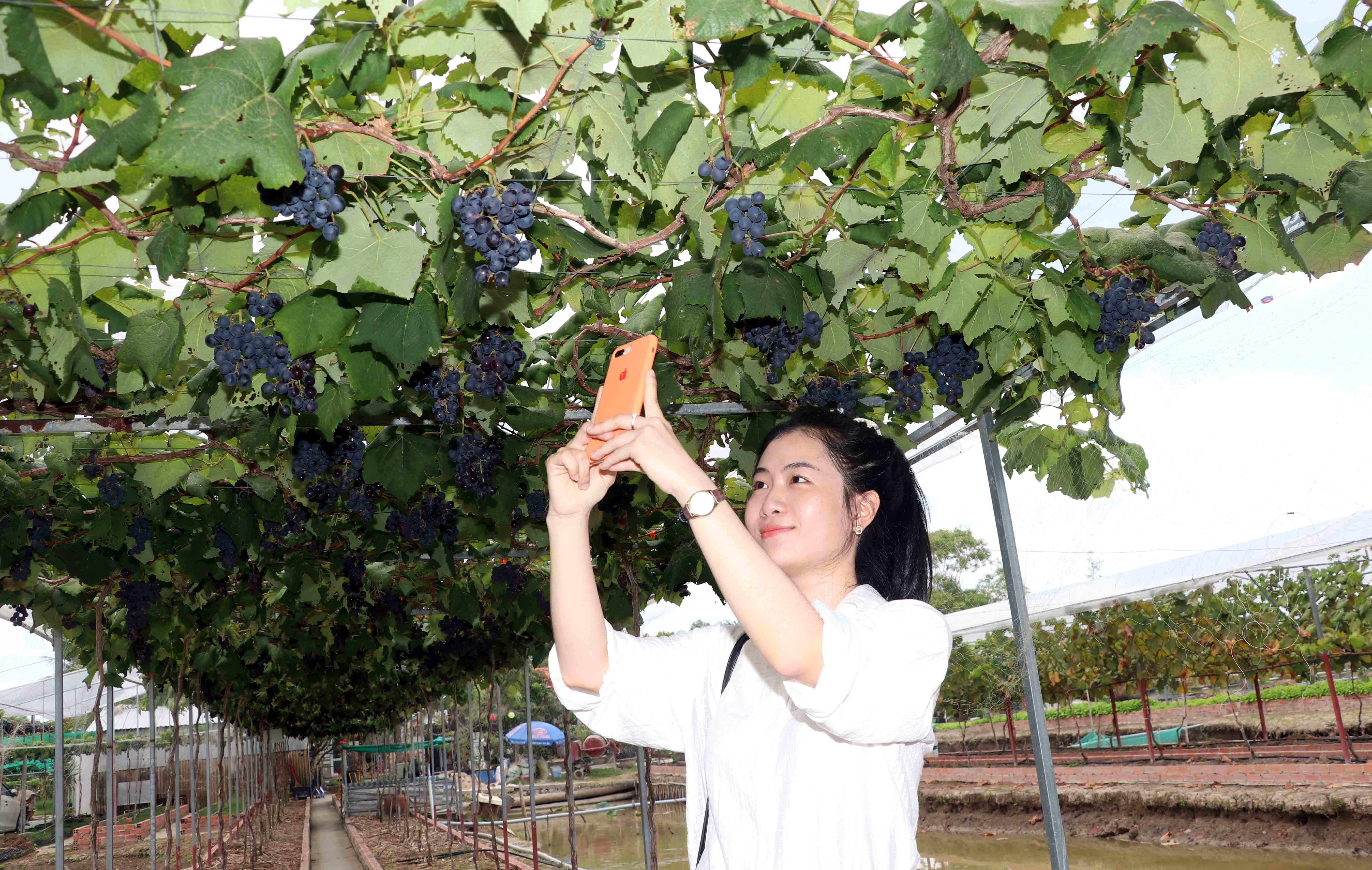 Chị Ngô Thúy Ái, 22 tuổi, ngụ tỉnh Cà Mau cho biết, chị cảm thấy thật tuyệt vời khi được trải nghiệm thu hoạch và thưởng thức những trái nho chín tại vườn.