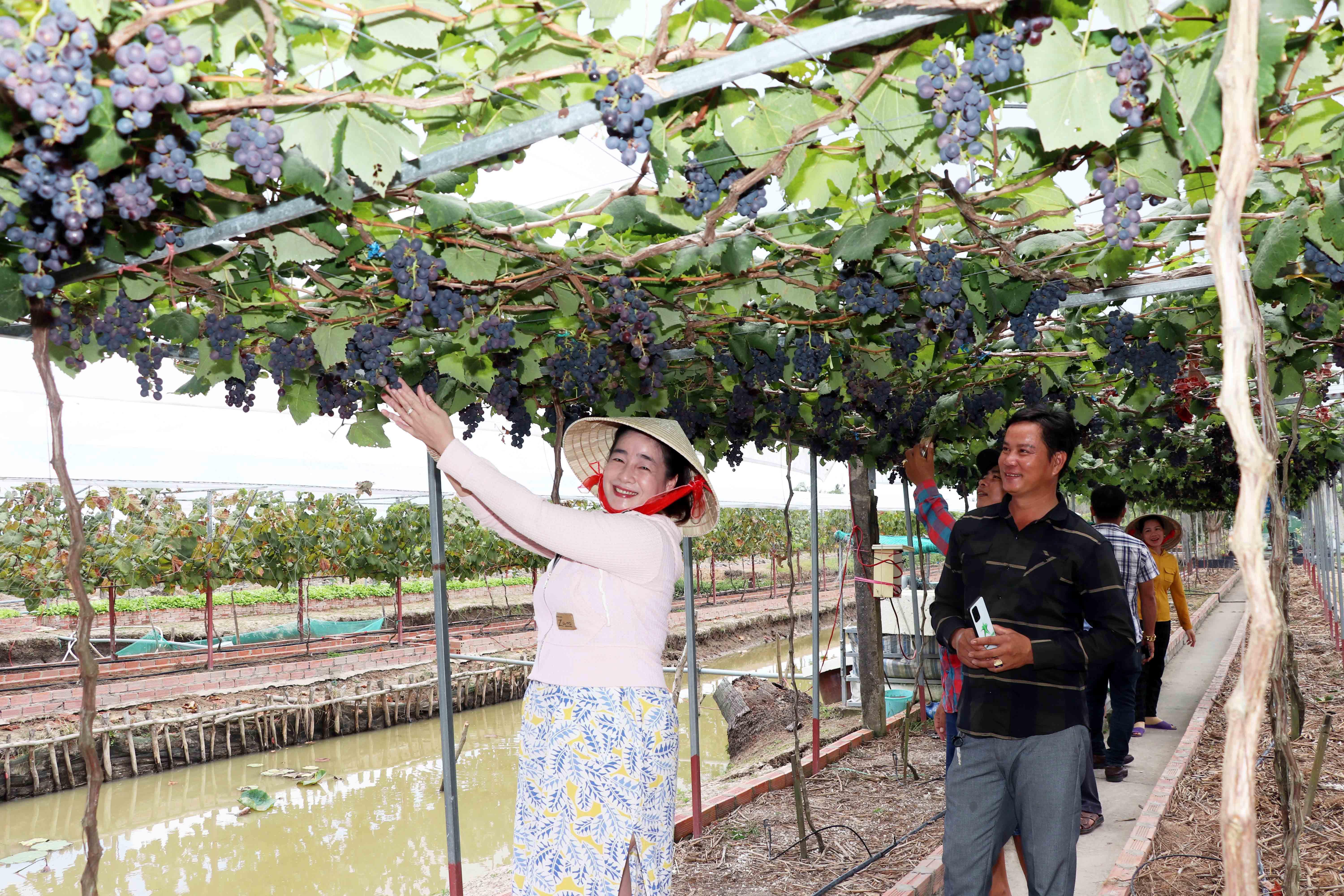 Du khách tham quan, chụp hình lưu niệm tại vườn nho của gia đình chị Thảo.