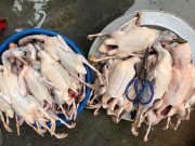 Tiêu dùng - Đặc sản có tên lạ, xưa nhiều người nghĩ không ăn được, nay thành món ăn nổi tiếng khắp nơi, 200.000 đồng/kg