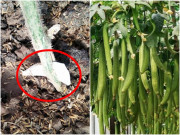 Nhà đẹp - Trồng mướp rất ít quả, hãy làm ngay “chiêu lạ” này đảm bảo quả sai trĩu trịt