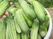 Bếp Eva - Mua dưa chuột nếp chọn quả có vỏ màu gì thì ngon? Người bán mách chiêu "một phát ăn ngay" hãy áp dụng luôn nhé!