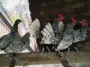 Tiêu dùng - Giống gà có bộ lông độc lạ, tượng trưng cho sự sung túc và tài lộc, 5 triệu đồng/con vẫn được đại gia "săn lùng"