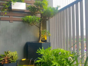 Nhà đẹp - Nhà có 3 cây này, 10 nhà thì 9 nhà phú quý, đặt một chậu ở ban công vừa đẹp vừa gọi lộc