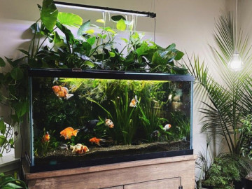 Đặt bể cá cảnh trong nhà nhớ những nguyên tắc này, thu hút tài lộc, may mắn đầy nhà