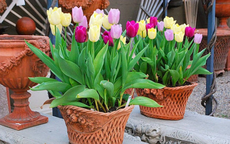 Tuy đẹp nhưng hoa tulip không thích hợp trồng trong phòng, vì nó chứa độc kiềm, sẽ phát tán trong không khí, có thể gây rụng tóc, lông mi,.. nếu tiếp xúc trong thời gian dài. Tốt hơn hết nên trồng hoa tulip ở ngoài trời.
