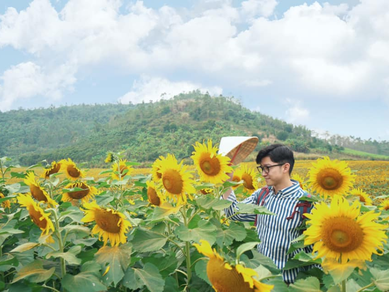 Một năm hoa hướng dương tại Nghệ An nở vào hai mùa, tháng 3-4 và tháng 12 - 1. (Ảnh: Mike Nhan Phan)
