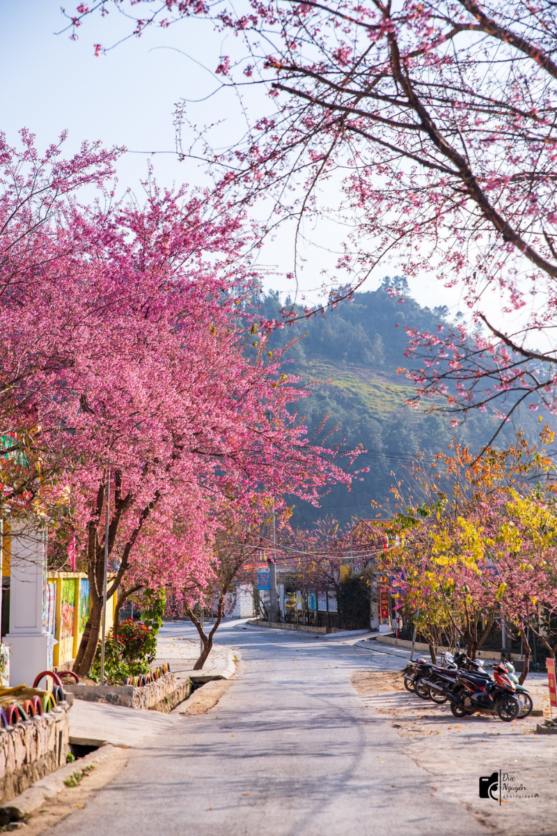 Thế nhưng năm nay, từ đầu tháng 1, loài hoa này đã bắt đầu khoe sắc. (Ảnh: Nguyễn Sỹ Đức)
