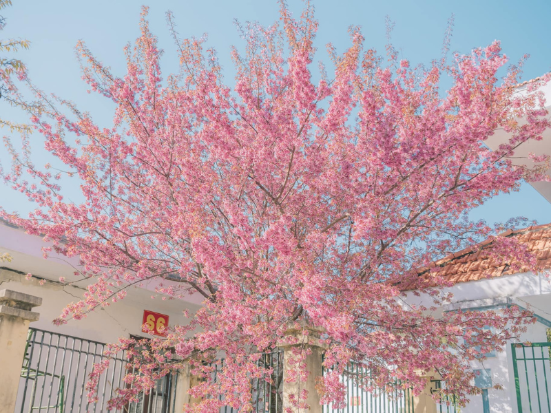 Những cây hoa đào to lớn ở đây đều bung nở, khắp tán cây đều là chùm hoa màu hồng rực, gần như không còn thấy lá nữa. (Ảnh: Trang Phạm)
