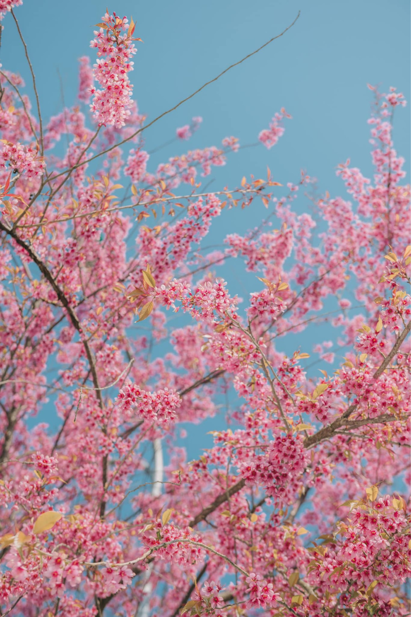 Những cành cây phủ toàn sắc hồng xinh đẹp của hoa khiến ai cũng trầm trồ nhìn ngắm. (Ảnh: Trang Phạm)
