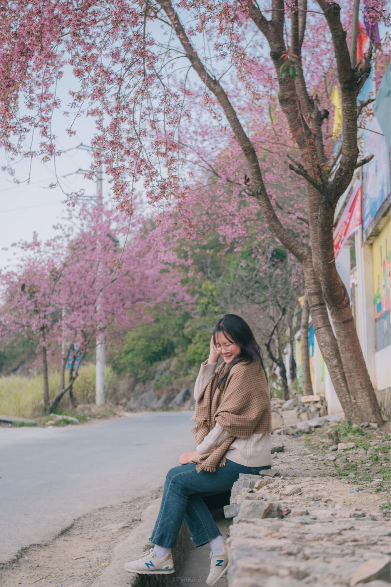 Đứng dưới tán cây hoa đào khủng ở Ma Lé, du khách có cảm giác như đang du lịch Hàn Quốc, Nhật Bản dịp đầu xuân. (Ảnh: Trang Phạm)
