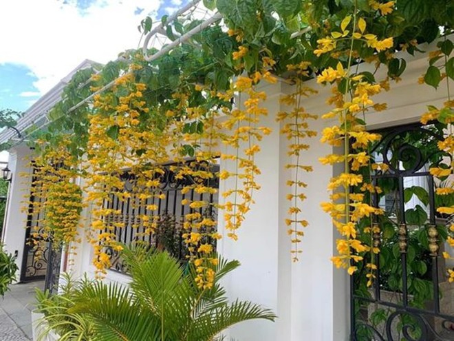 Loài hoa “tài lộc phú quý” này giá chỉ 100.000 đồng/cây, mua về trồng được ngắm hoa đẹp quanh năm - 6