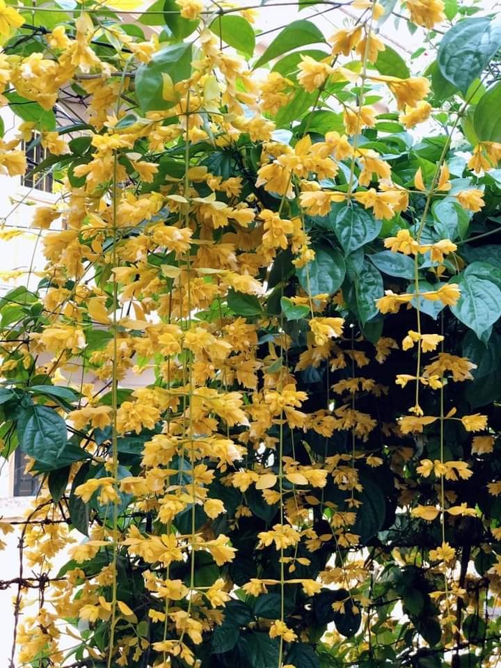 Loài hoa “tài lộc phú quý” này giá chỉ 100.000 đồng/cây, mua về trồng được ngắm hoa đẹp quanh năm - 4