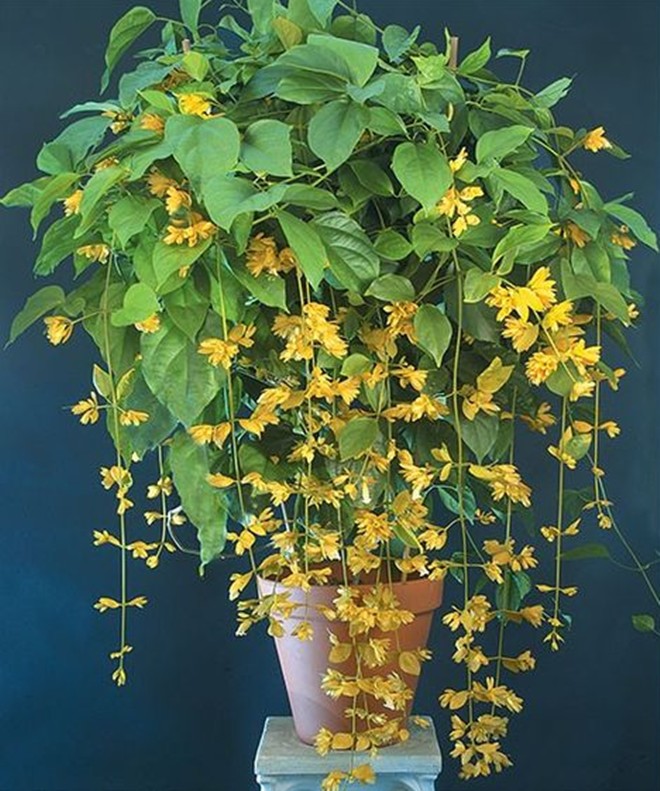Loài hoa “tài lộc phú quý” này giá chỉ 100.000 đồng/cây, mua về trồng được ngắm hoa đẹp quanh năm - 5