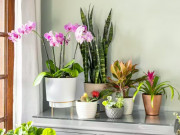 Nhà đẹp - Trước Tết nếu trong nhà vẫn còn 9 loại hoa này, hãy nhanh tay vứt đi, để ở nhà lợi bất cập hại