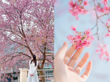 Mai anh đào bừng nở sớm ở Hà Giang, dân tình háo hức xếp lịch lên săn hoa