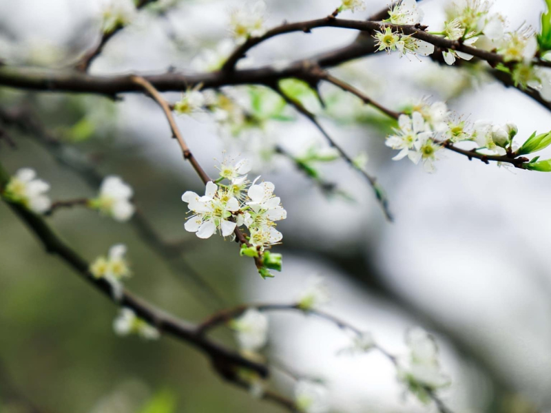 Những ngày đầu năm mới, ngược dòng lên Tây Bắc về với các bản làng Mộc Châu du khách sẽ có dịp chiêm ngưỡng một mùa hoa đang nở rộ với sắc trắng tinh khôi. (Ảnh: Phạm Văn Phong)
