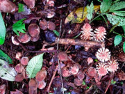 Tiêu dùng - Cây mọc dại có tên rất lạ, mỗi năm chỉ có một mùa, nay thành đặc sản nhiều người lùng mua, 300.000 đồng/kg