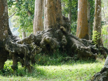 Lạ kỳ những bộ rễ cây khổng lồ tại Trà Vinh