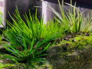 Tiêu dùng - Cây mọc bờ bụi, nhìn như cỏ dại lên chậu thành bonsai vừa lạ vừa đẹp, nhiều người "săn lùng" làm cây cảnh trong nhà