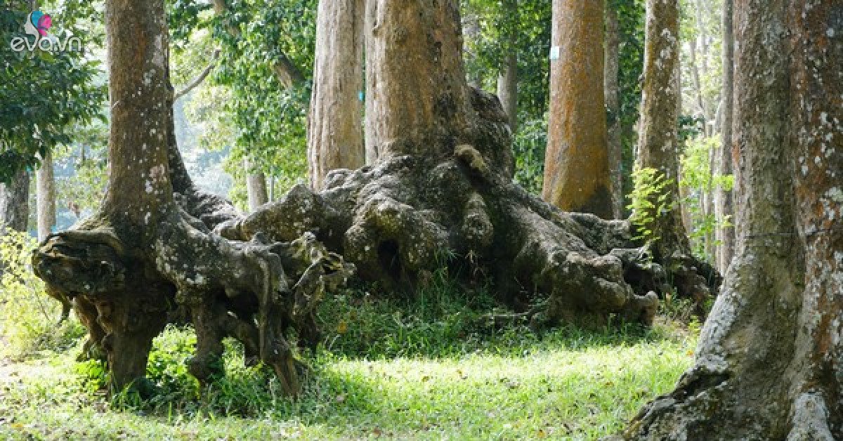 Lạ kỳ những bộ rễ cây khổng lồ tại Trà Vinh