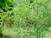 Sức khỏe - Phát hiện thêm nhiều tiềm năng chữa bệnh của cây đinh lăng