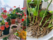 Nhà đẹp - Sau 15 năm trồng hoa, tôi phát hiện 9 loại hoa giâm cành mùa đông có tỷ lệ sống cao hơn