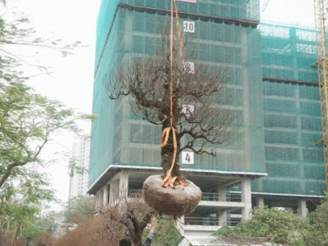 Đào cổ thụ “bay” xuống phố chờ khách nhà giàu đón về chơi Tết, hàng chục triệu 1 cây chủ vườn quyết không hạ giá